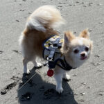 吉澤茉羽奈先生