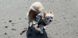 吉澤茉羽奈先生