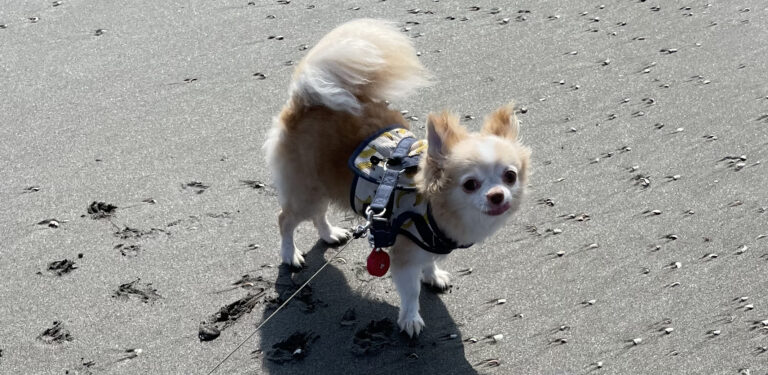 吉澤茉羽奈先生